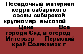 Посадочный материал кедра сибирского (сосны сибирской) крупномер, высотой 3-3.5  › Цена ­ 19 800 - Все города Сад и огород » Интерьер   . Пермский край,Соликамск г.